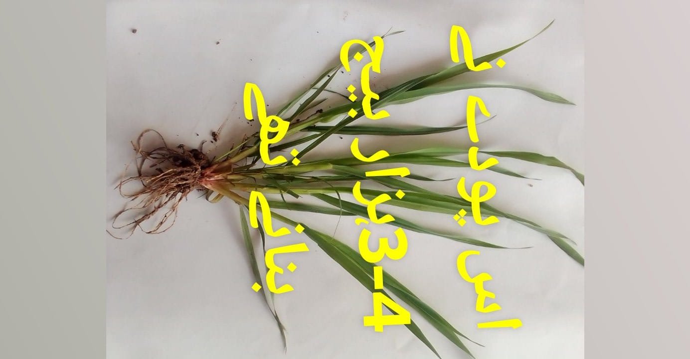 DUMBI SITTI  ----  JAWAI