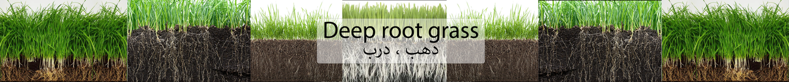 Deep root grass / Ø¯Ù‡Ø¨ ØŒ Ø¯Ø±Ø¨