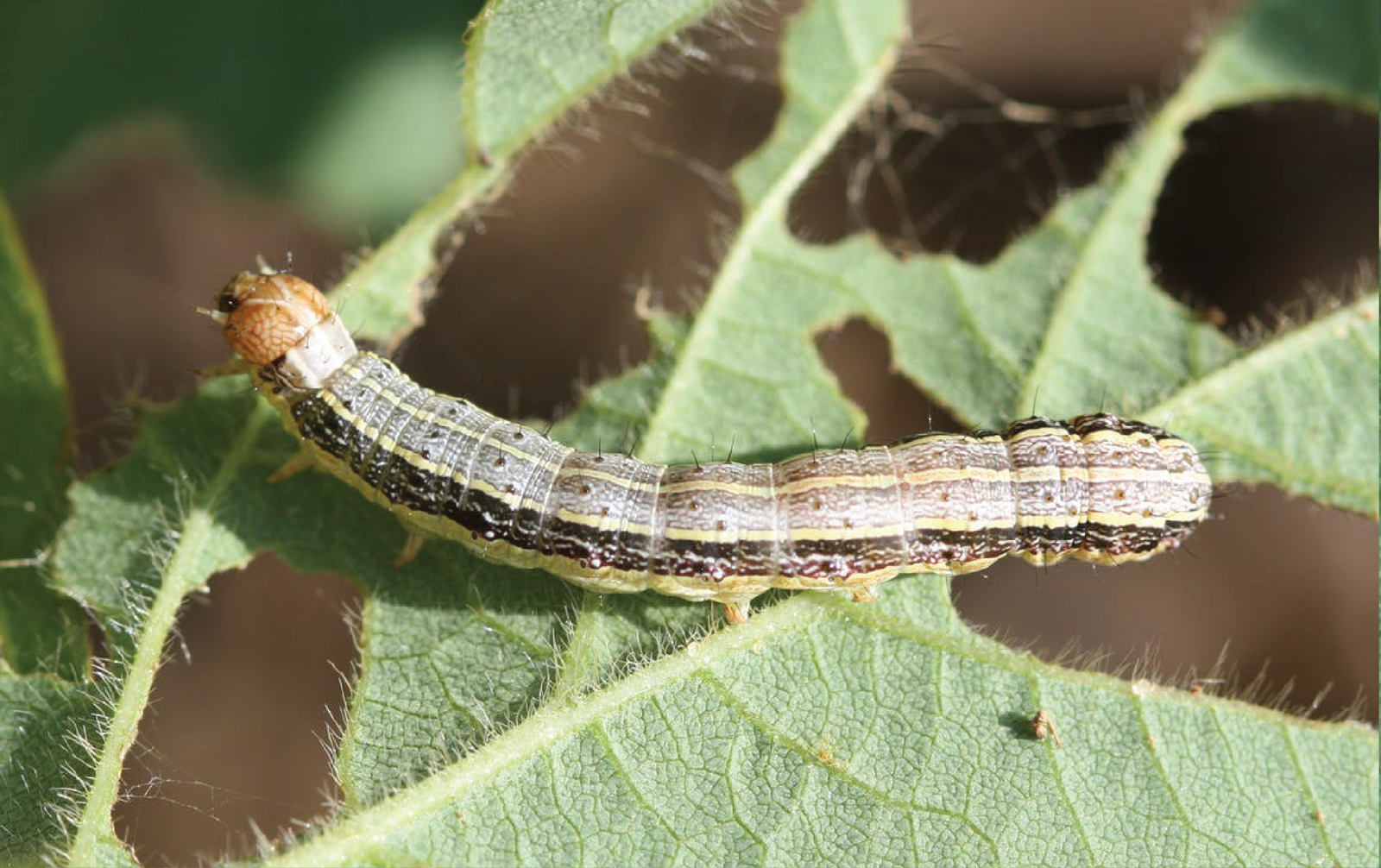 Fall Army Worm / زرد / سفید / گلابی / پتہ لپیٹ / لشکری سنڈی