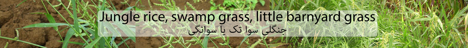 Jungle rice, Shama millet, swamp grass, little barnyard grass / Ø¬Ù†Ú¯Ù„ÛŒ Ø³ÙˆØ§ ØªÚ© ÛŒØ§ Ø³ÙˆØ§Ù†Ú¯ÛŒ