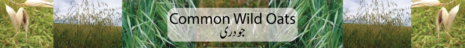 Common wild oats / Ø¬ÙˆØ¯Ø±ÛŒ