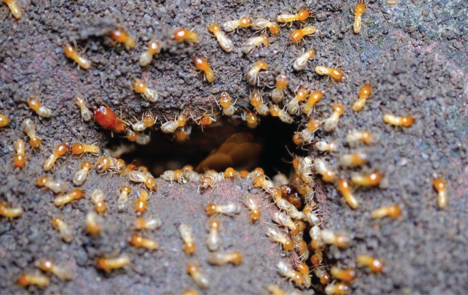 (Termite) دیمک