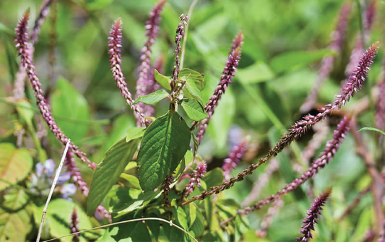 Prickly Chaff Flower / Ù¾ÙÙ¹Ú¾ Ú©Ù†ÚˆØ§