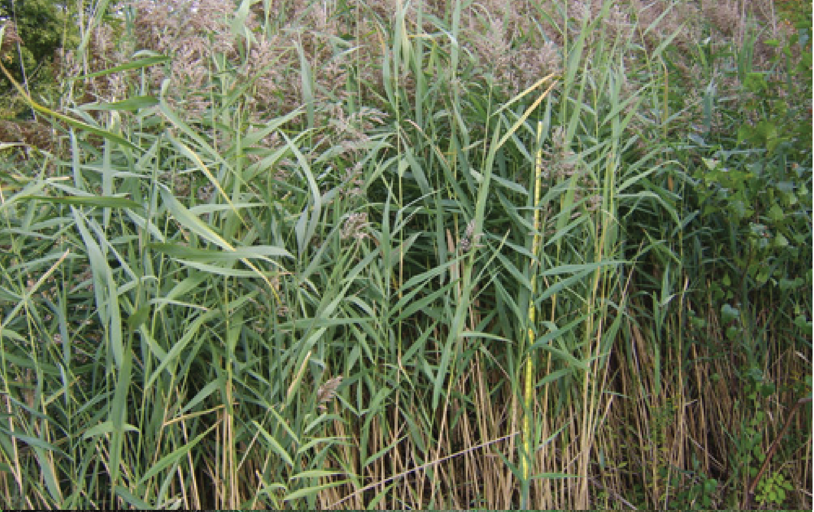 Common reed / Ù†Ú‘Ø§ ØŒÙ†Ú‘Ùˆ