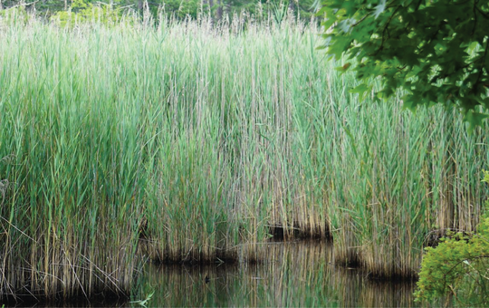 Common reed / Ù†Ú‘Ø§ ØŒÙ†Ú‘Ùˆ