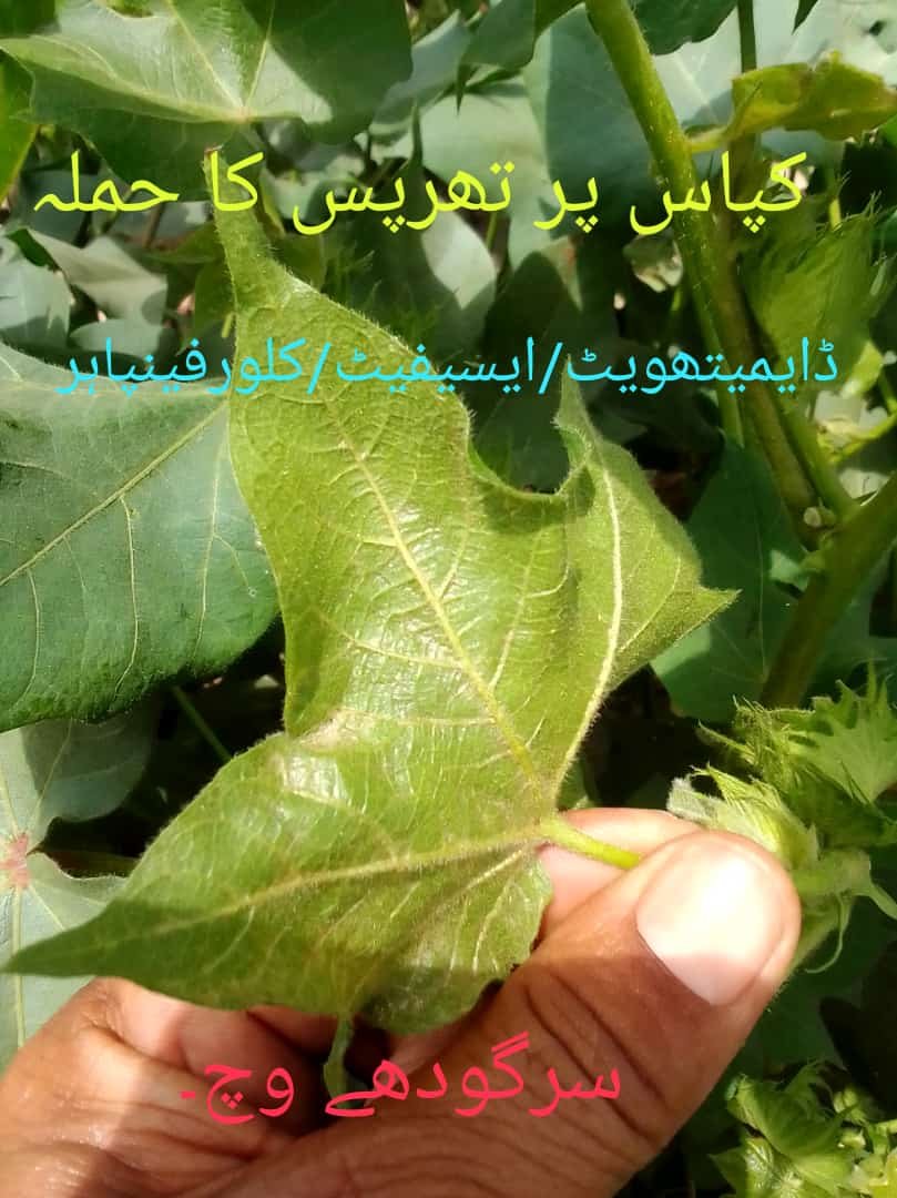 Thrips / تھرپس