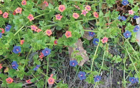 Blue pimpernel / Ø¨Ù„ÛŒ Ø¨ÙˆÙ¹ÛŒ