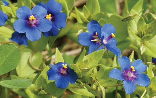 Blue pimpernel / Ø¨Ù„ÛŒ Ø¨ÙˆÙ¹ÛŒ