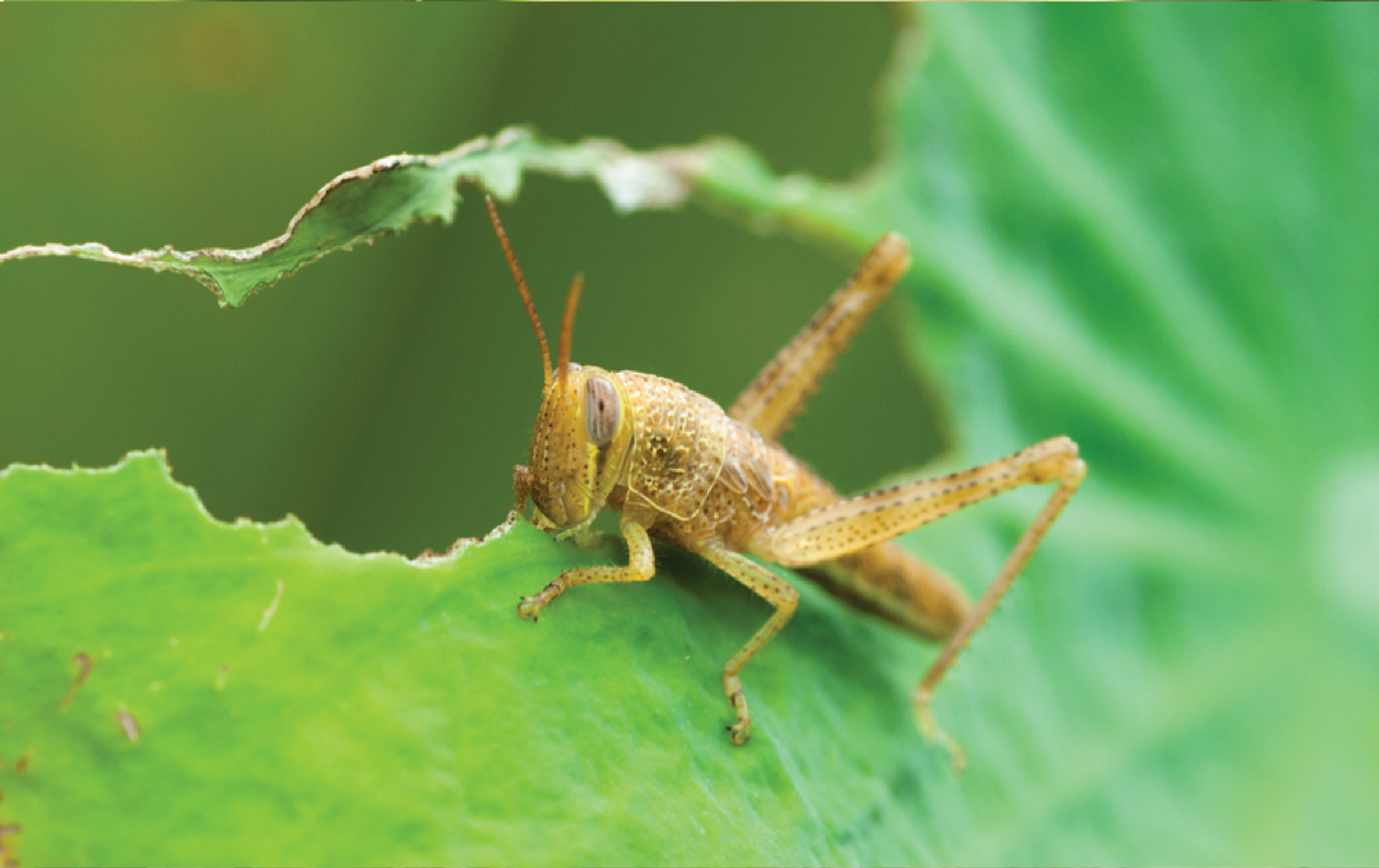 (Grass Hopper) ٹڈڈی