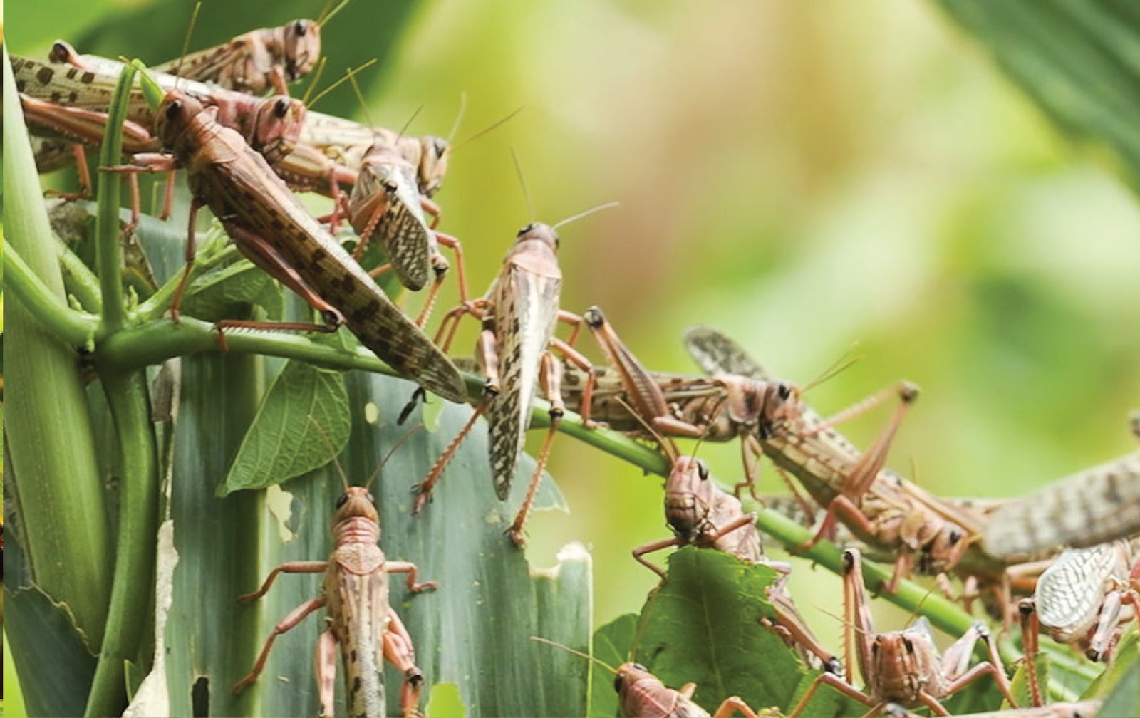 (Grass Hopper) ٹڈڈی