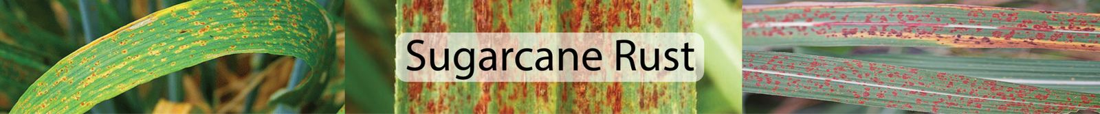 Sugar Cane Rust