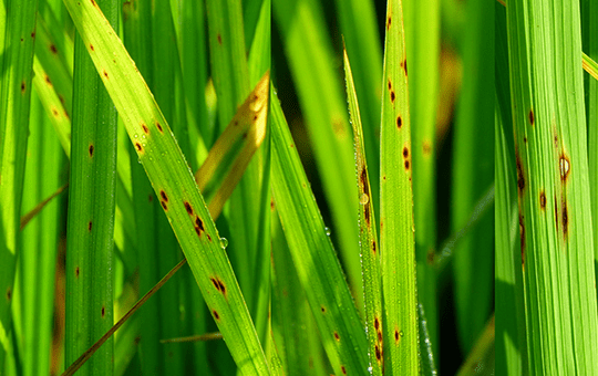 Brown Spot Rice