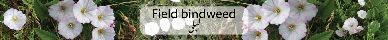 Field bindweed, green-vine & wild morning glory / Ù„ÛÙ„ÛŒ
