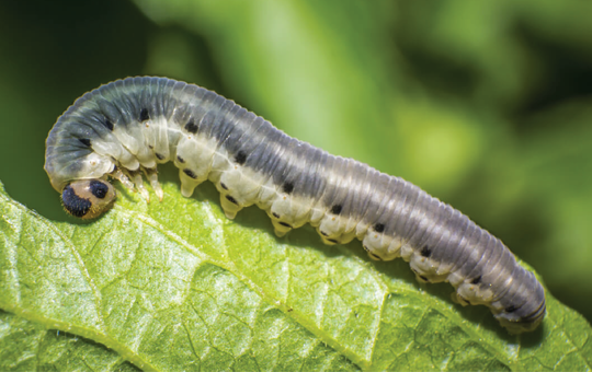 Cutworm / کٹورم