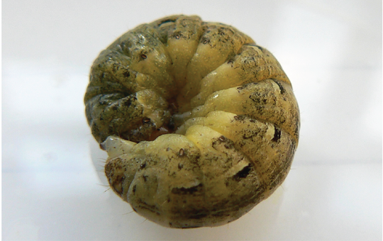 Cutworm / کٹورم