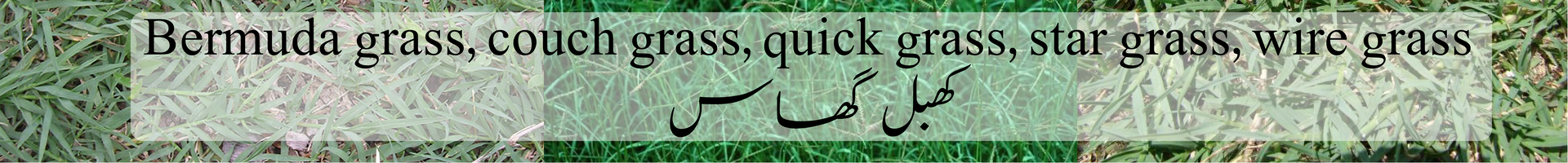 Bermuda grass, couch grass, quick grass, star grass, wire grass  /  Ú©Ù‡Ø¨Ù„