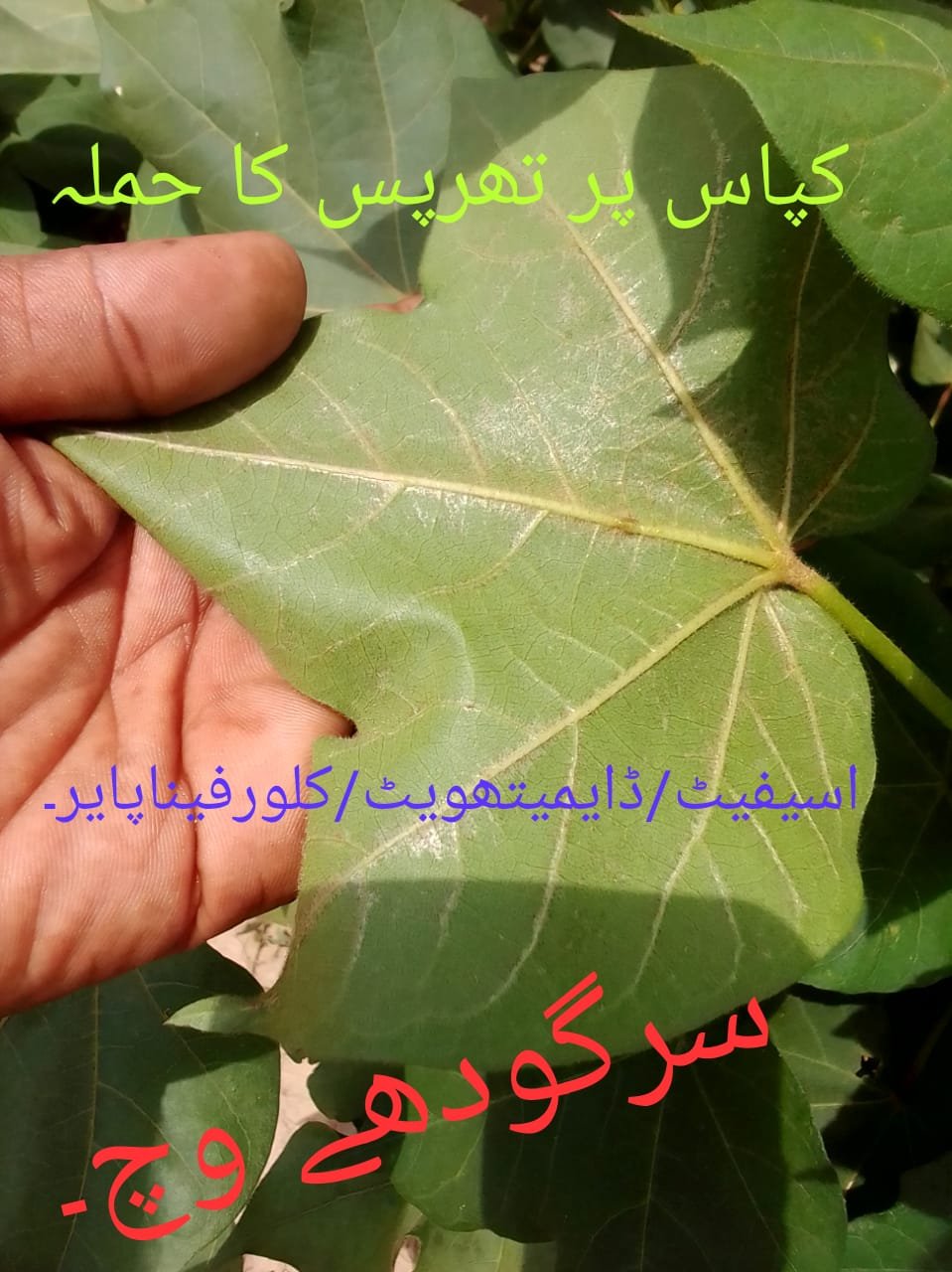 Thrips / تھرپس