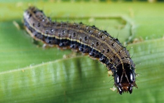 Fall Army Worm / زرد / سفید / گلابی / پتہ لپیٹ / لشکری سنڈی