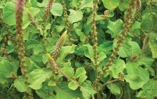 Prickly Chaff Flower / Ù¾ÙÙ¹Ú¾ Ú©Ù†ÚˆØ§