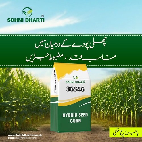 36S46 Hybrid Corn Seed 10kg Sohni Dharti Best For Silage And Grain Corn Maize Seed Single Cross