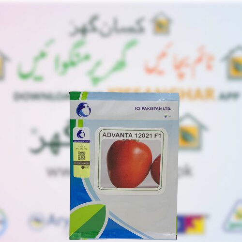 Tomato Advanta 12021 F1 Hybrid 10 Gms Ici Pakistan Produced By Upl Limited Advanta Limited  ٹماٹر کے بیج Tomato Seed