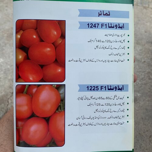 2nd Tomato Advanta 1247 F1 Hybrid 10 Gms Ici Pakistan Produced By Upl Limited Advanta Limited ٹماٹر کے بیج Tomato Seed