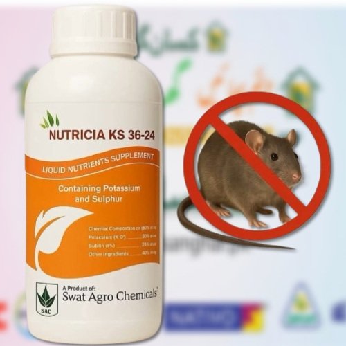 2nd Nutricia K-S 1litre 00 00 36 24 Potash K 36 Sulphur S 24 Npk For Fertigation And Foliar Spray Swat Agro Chemicals Spachem Spain Liquid Nutrients Supplement Liquid Fertilizer NutriciaKS Nutricia KS