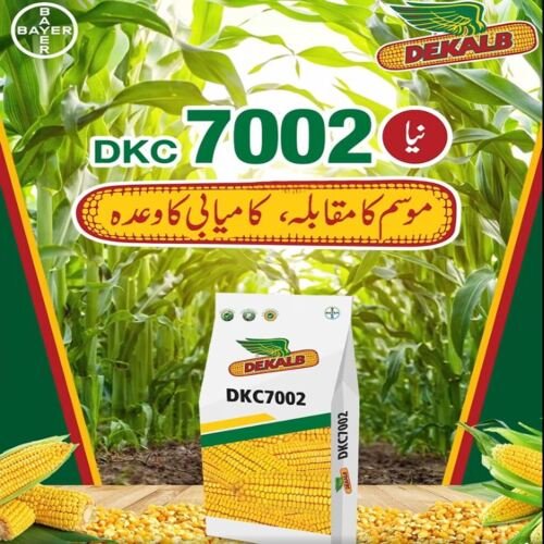 Dk 7002 Hybrid Corn Seed 35000Seeds Monsanto Dekalb Bayer Maize Seeds Spring Corn ہایبریڈ بیج بہار یہ مکئی