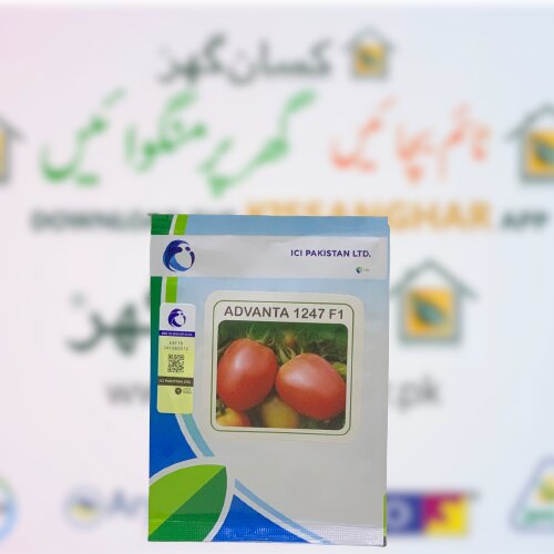 Tomato Advanta 1247 F1 Hybrid 10 Gms Ici Pakistan Produced By Upl Limited Advanta Limited ٹماٹر کے بیج