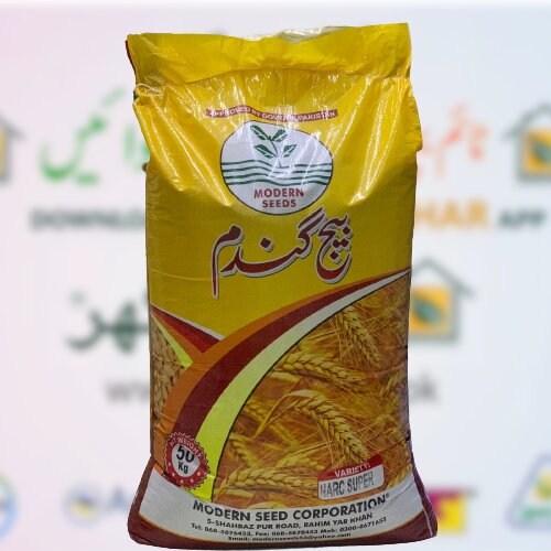 2nd Sadiq 21, Nawab 21, Pakistan, Bourlog, Td1 Wheat Seed 50kg Modern Seed گندم کا بیج 