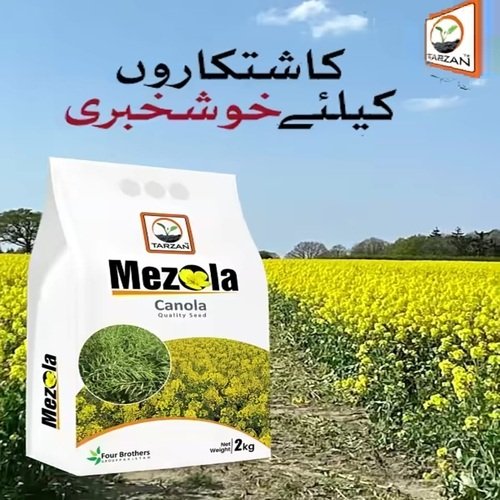 Mezola 2kg Canola Beej  ( Seed Canola ) Four Brothers Bio Traders Tarzan Markaz 
