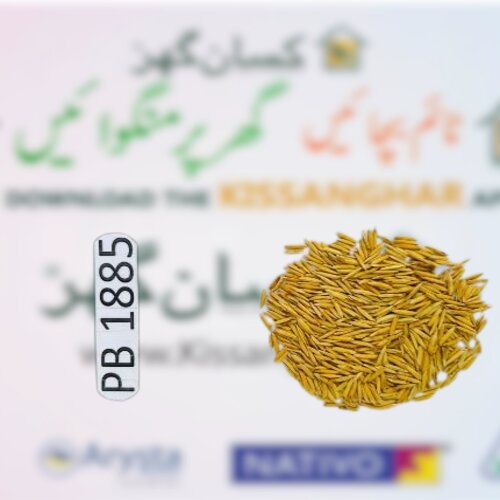 2nd PB 1886 5kg Rice Seed Paddy Seed Pusa Basmati Rice Crop