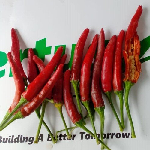 2nd Hhp-091a Hybrid Hot Peper Seed - F1 10g Chili Seed Certus Seed Kanzo Evyol Group Chili Seed