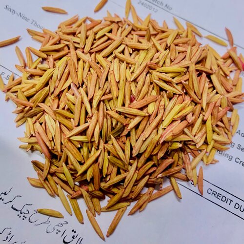2nd Hybrid Rice Seed 5kg Zircon Long Grain LG 1 Variety Hybrid Paddy Seed Mercury Seeds