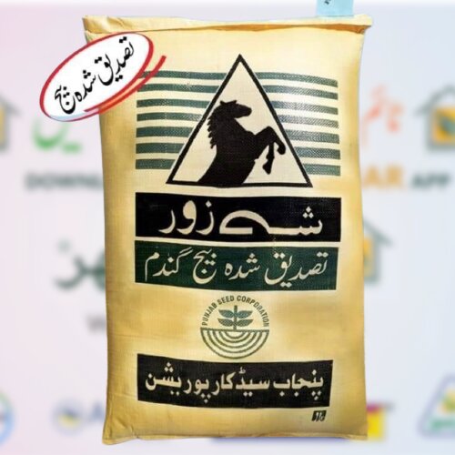 Dilkash Wheat Seed 50kg Punjab Seed Corporation Gandum Beej New Stock گندم کا بیج