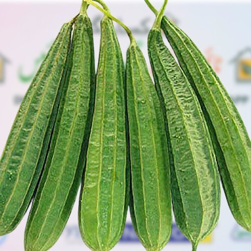 2nd Ridge Gourd Advanta 1602 F1 Tori 50gm Ici Pakistan Luck Core Industries Lci Hybrid Seed