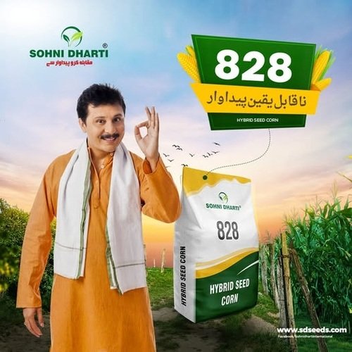 828 Hybrid Corn Seed 10kg Sohni Dharti Best For Silage And Grain Corn Maize Seed Single Cross