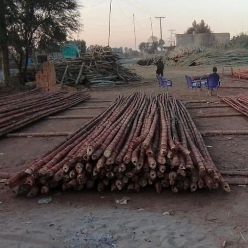 2nd Bandle of 50 Bamboo Sticks for low tunnel farming  9 feet to 10 feet each Best for tunnel farming Hard Bans Pole