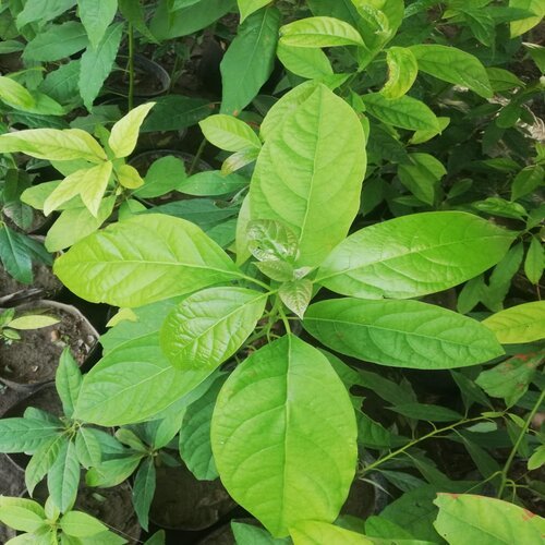 2nd Hass avocado 3pc Plant Hass avocado is one of the most delicious varieties of avocado around, with a rich creamy flesh & superior taste avacado