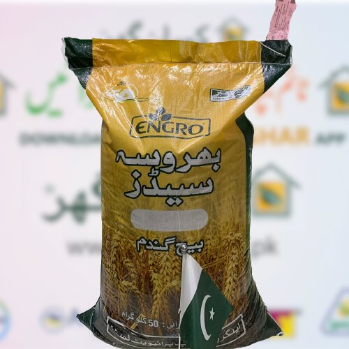 Engro Wheat Seed 50kg Fakhre Bhakker Engro Seeds Top Quality Seed Gandum Ka Beej گندم کا بیج بھروسہ کا بیج