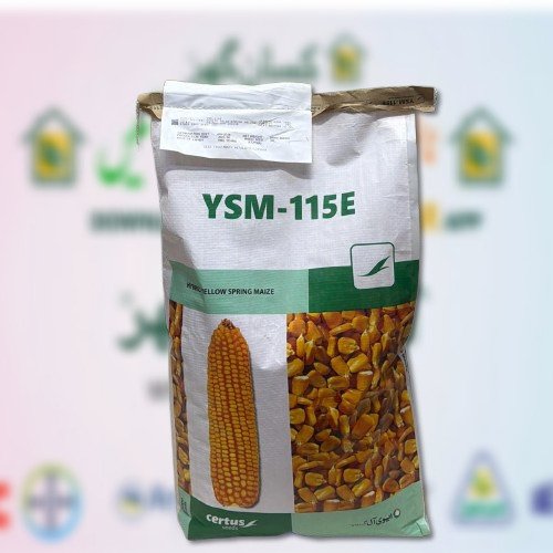 YSM 115E 10kg Hybrid Corn Seed for grains and silage purpose Certus Seeds Evyol Group Combagro Agpharma Kanzo ہائبرڈ بہاریہ مکئی Yellow spring corn