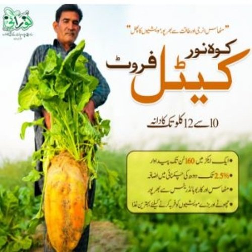 2nd Kohenoor Cattle Fruit 3000 Seed Bucket - کوہ نور کیٹل فروٹ 3ہزار بیج کا پیک Noorani Seeds