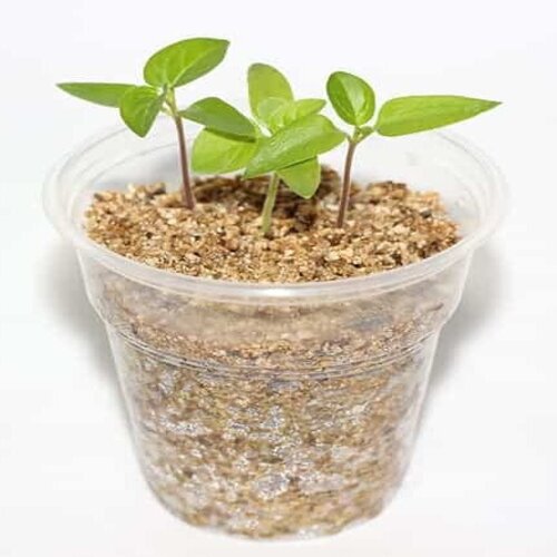 Vermiculite 500gm Imported For Seed Germination, Cutting Roots, Root Storage, Flowers, Lawn Seeding, Gardening Etc