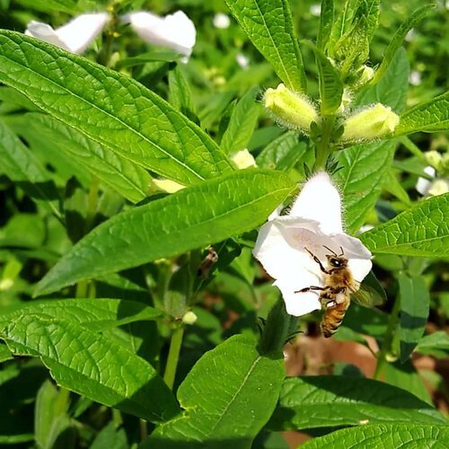 2nd Sesame Seed Ts 03 1kg Green Gold Farmi Till Beej تل کا بیج