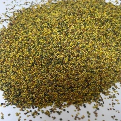 Chota Shaftal 1kg Trifolium Resupinatum Clover Seeds Barseem chota barseem shutala
