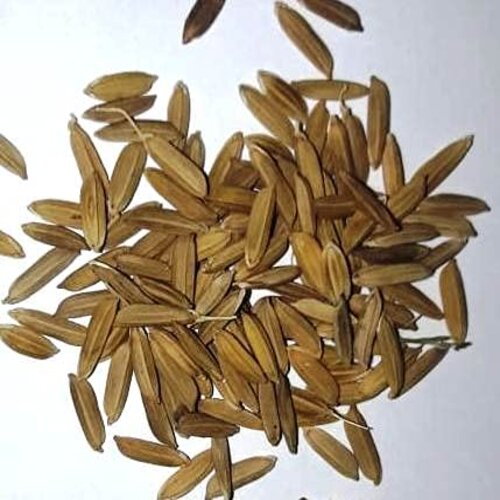 2nd Black Rice Paddy Seed 1kg Packaging Type Plastic Bag