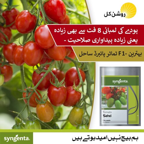 Sahel Tomato Hybrid F1 Seed 1000 Seeds Syngenta Pakistan Limited Treated With Fludioxonil Imported Neherlands ٹماٹر کے بیج Bail Wala Tomato Climbing Tomato