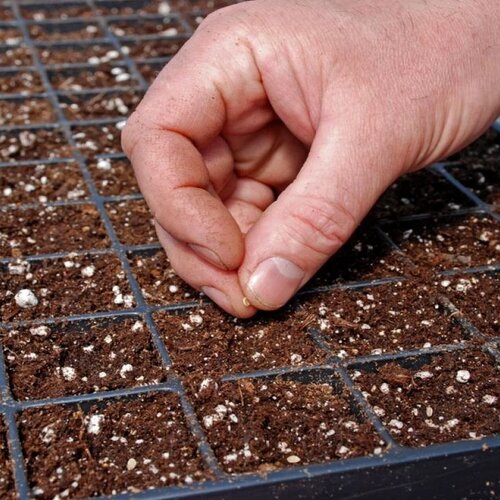 2nd 50 Holes Seedling Tray 1pc Reliable And Fast Germination For Healthy Plants With Strong Root Systems Imported