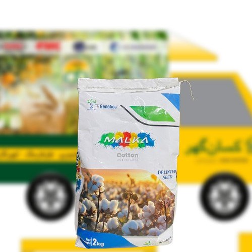 Hataf-4 2kg Malka ( pink free glyphosate free whitefly resistant ) Cotton Seeds Best Cotton Variety of Pakistan Kisan Ghar Tarzan Four Brothers Kappas ka beej FB Genetics Cotton Seed Hataf4