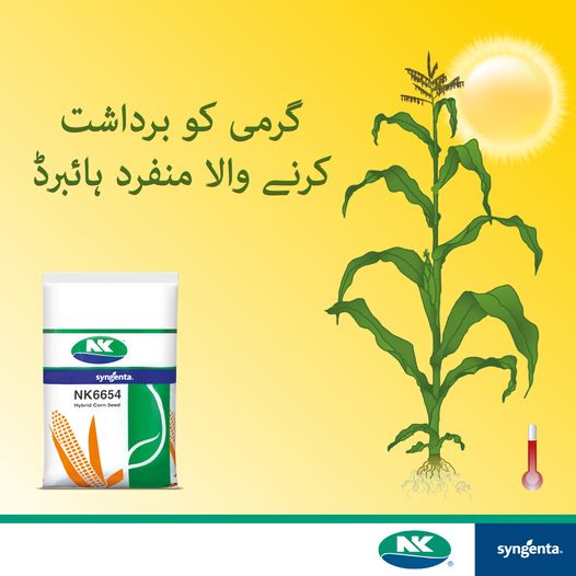 2nd Nk 6654 Corn Seed 8kg Syngenta Seeds Pakistan | Autumn Corn Seed | Grain Corn | Hybrid Corn Seed | Top Quality Corn Seed Maize Seed